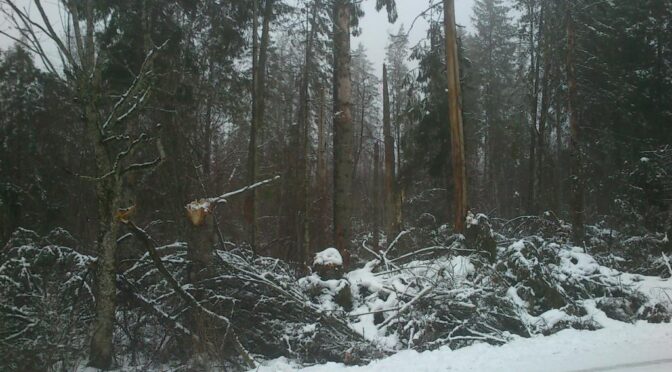 Jõmmkärakas igavaks muutunud metsasõjas.